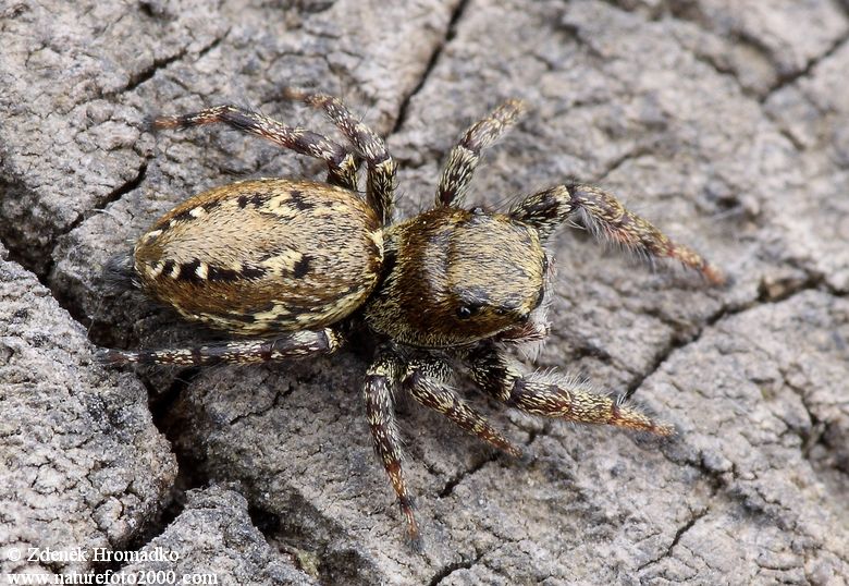 , Dendryphantes rudis, Salticidae (Spiders, Arachnida)